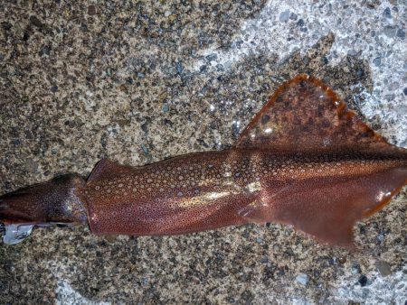 渋い中今年初ヤリイカ