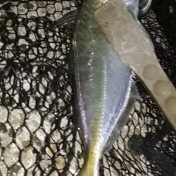 尺あじ泣き尺メバル