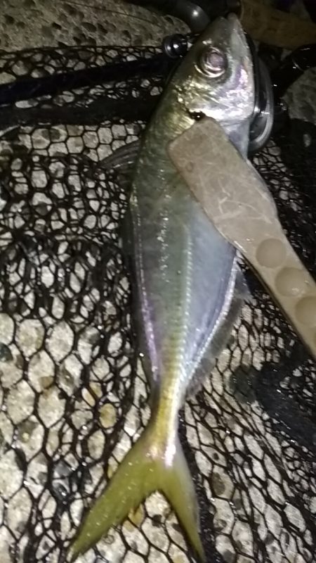 尺あじ泣き尺メバル