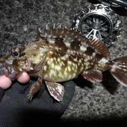 南港へち釣行 （2020/01/11 南港ヘチ釣り ガシラ 22cm、黒メバル22ｃｍ 釣果有り）