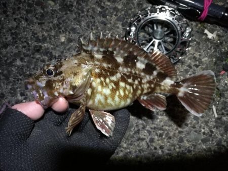 南港へち釣行 （2020/01/11 南港ヘチ釣り ガシラ 22cm、黒メバル22ｃｍ 釣果有り）