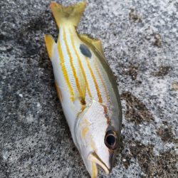 渋いですね、なんとか釣果