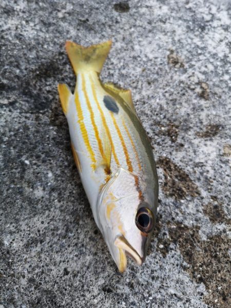 渋いですね、なんとか釣果