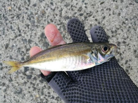 南港釣行 （2020/01/12 南港サビ…