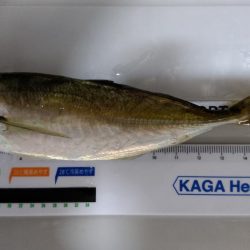 正月休みのリベンジ