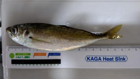 正月休みのリベンジ