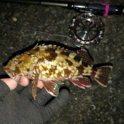 南港へち釣行 (2020/01/13 南港ヘチ釣り 真チヌ44.5cm ガシラ 釣果有り)