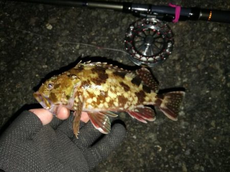 南港へち釣行 (2020/01/13 南港ヘチ釣り 真チヌ44.5cm ガシラ 釣果有り)