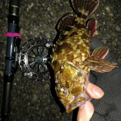 南港へち釣行 （2020/01/16 南港ヘチ釣り 真チヌ40cm　ガシラ 釣果有り）