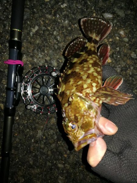 南港へち釣行 （2020/01/16 南港ヘチ釣り 真チヌ40cm　ガシラ 釣果有り）