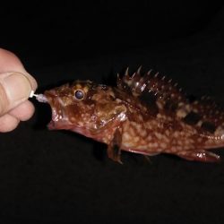 初めてのメバリング