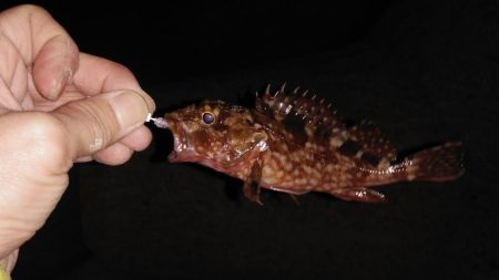 初めてのメバリング