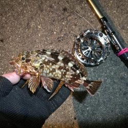 南港へち釣行 （2020/01/17 南港ヘチ釣り　ガシラ、メバル 釣果有り）