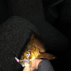 どうにかメバル