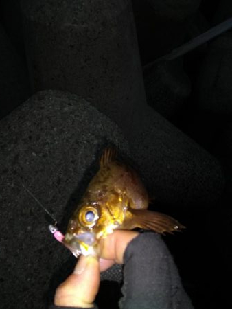 どうにかメバル