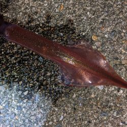 渋い!合間にメバリング