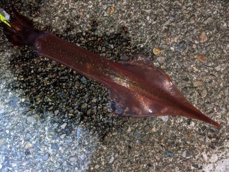 渋い!合間にメバリング