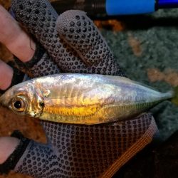 南港釣行 (2020/01/18 南港サビキ釣り アジ 釣果有り)