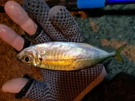 南港釣行 (2020/01/18 南港サビキ釣り アジ 釣果有り)