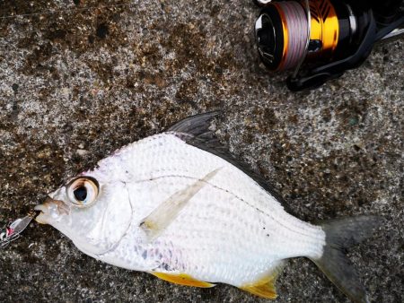 早朝から夕方まで１日仕事～