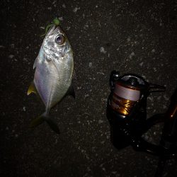 常備灯でギンガメとターポン