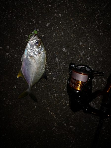 常備灯でギンガメとターポン