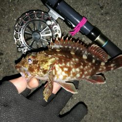 南港へち釣行 （2020/01/25 南港ヘチ釣り　ガシラ 釣果有り）