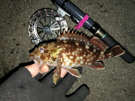 南港へち釣行 （2020/01/25 南港ヘチ釣り　ガシラ 釣果有り）