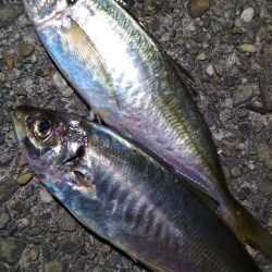 アコウメバルガシラ