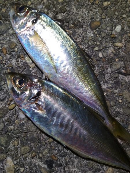 アコウメバルガシラ