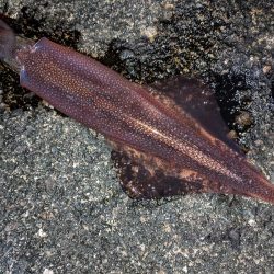 強風、釣りにならず