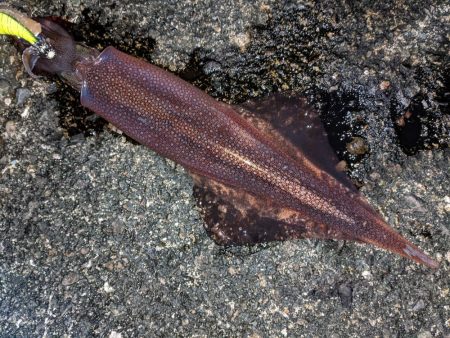 強風、釣りにならず