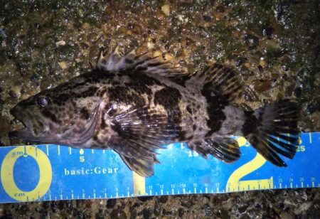 元旦ライトゲーム