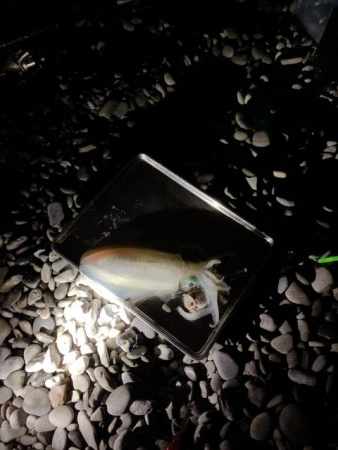 うねり・うねりの３連ちゃん。「鬼アワセでブッコ抜け」と脳はおっしゃっておりますが・・・