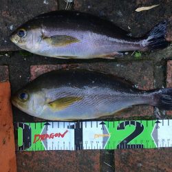 イサギ2匹（29㎝）、マダイ（26㎝）