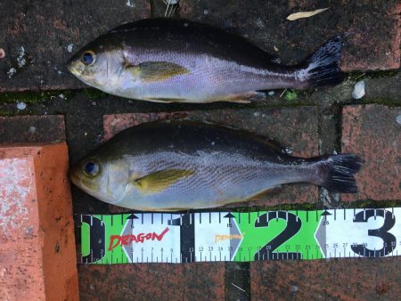 イサギ2匹（29㎝）、マダイ（26㎝）