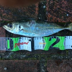 尺アジとコノシロ31㎝