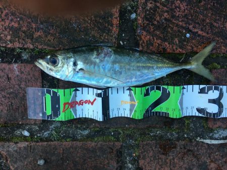 尺アジとコノシロ31㎝