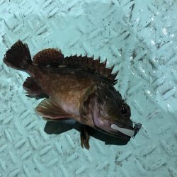 ロックフィッシュショート便で初釣り爆釣♪
