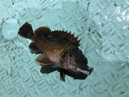 ロックフィッシュショート便で初釣り爆釣♪