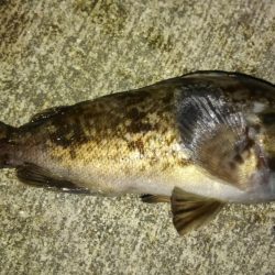 今年初ライトゲーム!