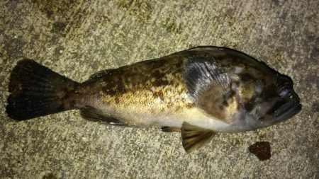 今年初ライトゲーム!