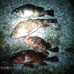 ジャンボサヨリ爆