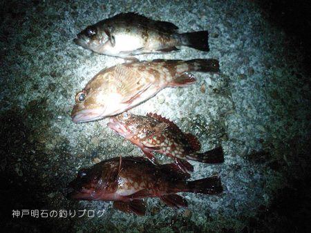 ジャンボサヨリ爆