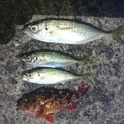 夕方の時合いのみ