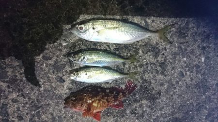 夕方の時合いのみ