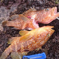 アコウ、カサゴ