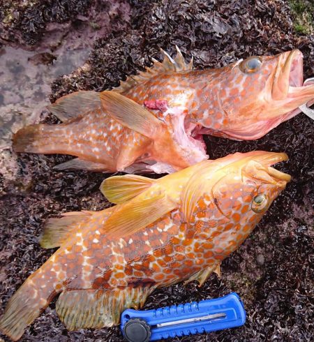 アコウ、カサゴ