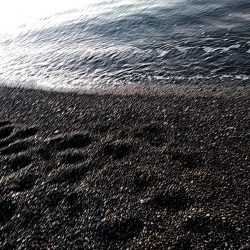 なんと　メジロが釣れました！！