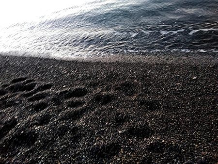 なんと　メジロが釣れました！！